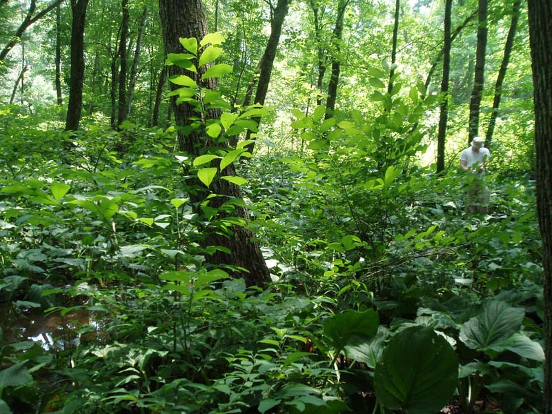 Red maple - black ash palustrine forest